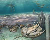 New 'king' of fossils discovered in Australia