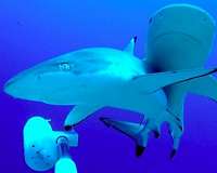 Liberia wrestles with poverty and ecology in bid to protect sharks