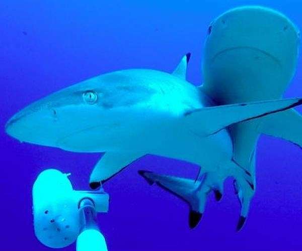 Two thirds of reef sharks and rays risk extinction: study