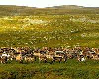Wildfires, drought hit Sweden's Sami reindeer herders