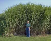 Biofuel Production: A Drink-Or-Drive Issue