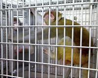 China clones gene-edited monkeys to aid disorder research