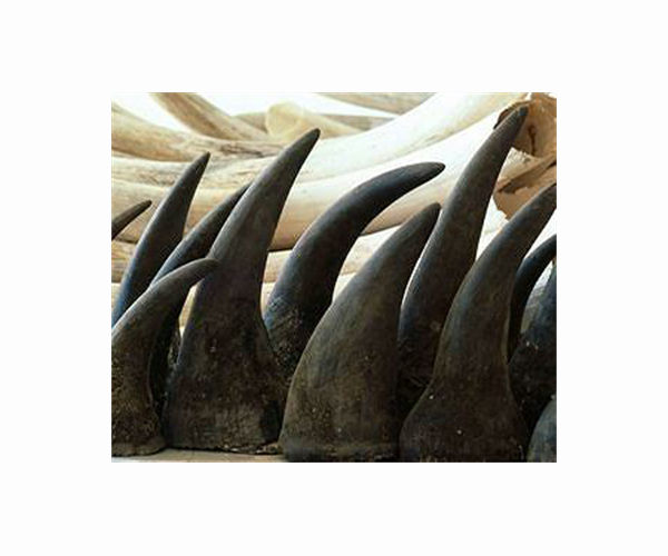Rhino horn sales, shark protection on wildlife talks agenda