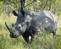South African breeders ask court to end rhino horn trade ban
