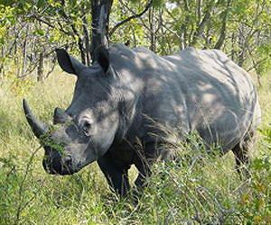 Poachers target rhinos in flood-hit NE India