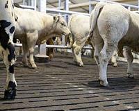 Turning cow poo into power is profitable for US farm