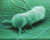 Space missions focus on salmonella