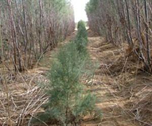 Outside View: Restoring Lebanon's forests