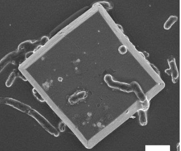 Imaging shows how solar-powered microbes turn CO2 into bioplastic