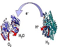 New Biofuel Cell Produces Electricity From Hydrogen In Plain Air