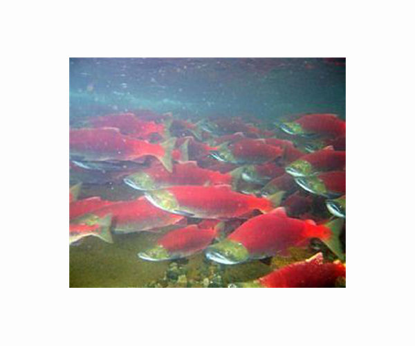 Captive-bred salmon in wild may do more harm than good