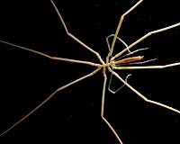 Giant Antarctic sea spiders weather warming by getting holey