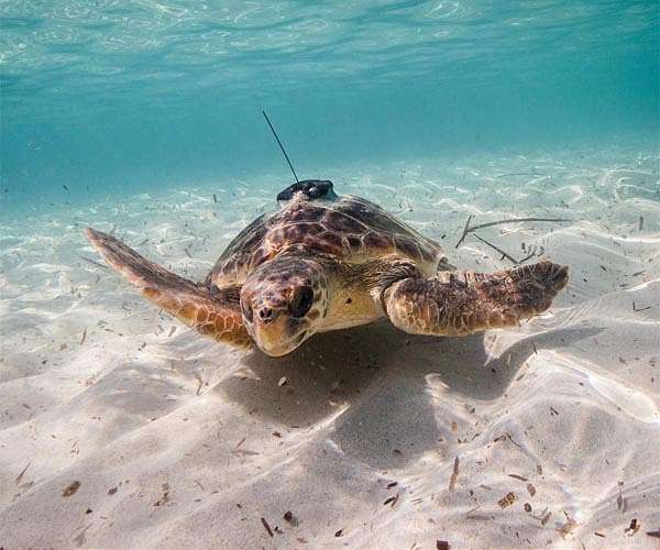 Turtles freed in Tunisia with tracking monitor