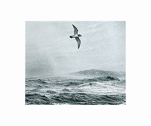 Seabirds starve in stormy 'washing machine' waves: study