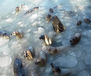 Keeping Tabs On Arctic Seals