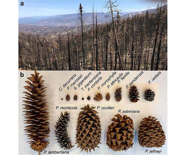 Studies find the seeds of a forest's renewal after wildfire, drought