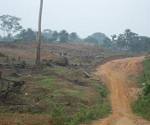 SLeone lifts ban on timber exports: government
