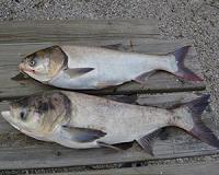 The Australian government's plan for the biocontrol of the common carp presents several risks