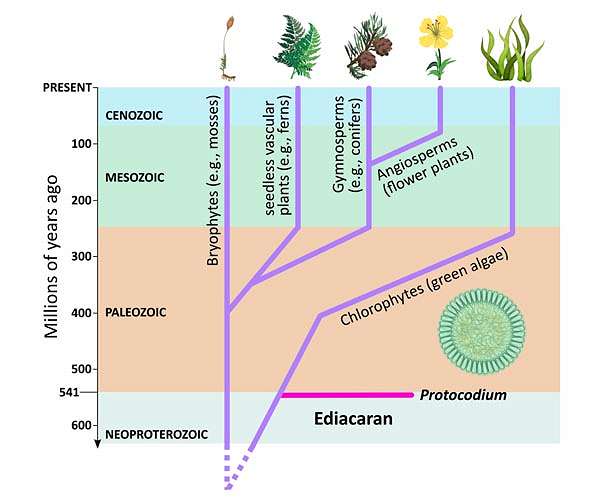 Scientists warn entire branches of the 'Tree of Life' are going extinct