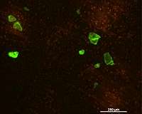 Microplastic contamination found in common source of groundwater, researchers report