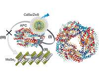 Hybrid nanostructure steps up light-harvesting efficiency
