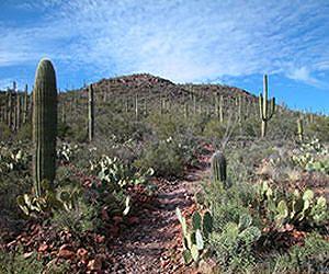 Taking a cue from cactus, new spiky material removes oil from water