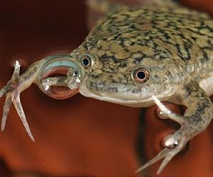 Inventions Of The Evolution: What Gives Frogs A Face