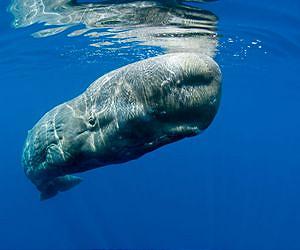 Whales feel the (sun)burn!