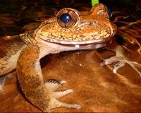 Phone home Kermit? Keeping tabs on frogs