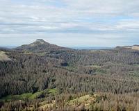 Drier conditions could doom Rocky Mountain spruce and fir trees