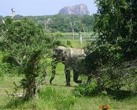 Sri Lanka probes deaths of wild elephants