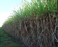 Sugarcane Ethanol Passes Critical Test
