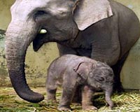 Endangered pygmy elephant shot dead on Borneo