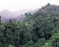 Indonesia to turn ape rescue forest to pulp: activists