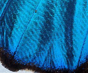 How Butterfly Wings Can Inspire New High-Tech Surfaces