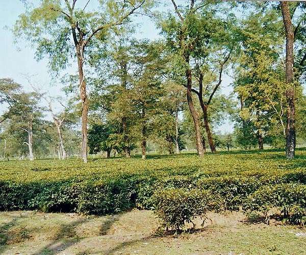 Extreme rains hit India's premier Darjeeling tea estates