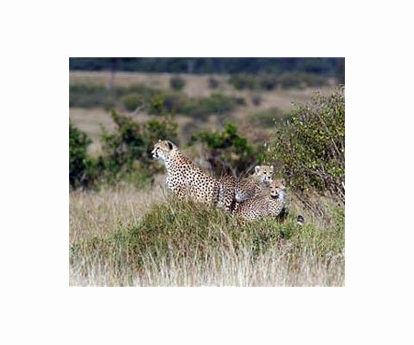Iran says only 12 Asiatic cheetahs left in the country