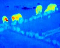 Niger turns to drones to protect precious wildlife