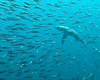From 'Jaws' to jaw-dropping: swimming with sharks in Bahamas
