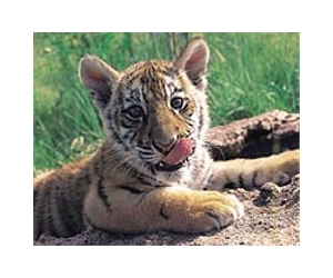 Turbulent times ahead in Year of Tiger: soothsayers