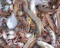 Marine biodiversity isn't as great as scientists thought