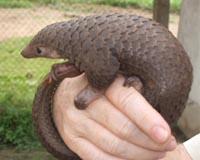 Chinese conservationists battle to save pangolins from poachers