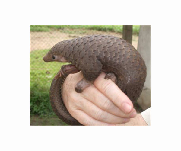 Scientists uncover a scaly surprise with new pangolin species