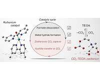 Monitoring intermediates in CO2 conversion to formate by metal catalyst