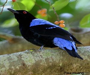 Temperature Constancy Appears Key To Tropical Biodiversity