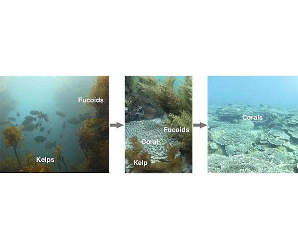 Shedding light on photosynthesis at sea