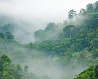 Tropical forests could soon accelerate, not slow, global warming