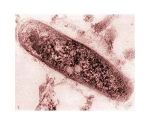 Collaboration shields AIDS patients from tuberculosis: UN