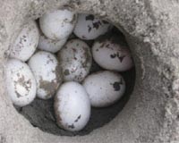 Endangered turtles find sanctuary on Indonesian islands