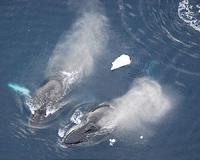 Scientists study whale's blow hole microbes with the help of a drone